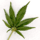 marijuana-leaf_001jpg.gif